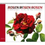 Rosen Kalender